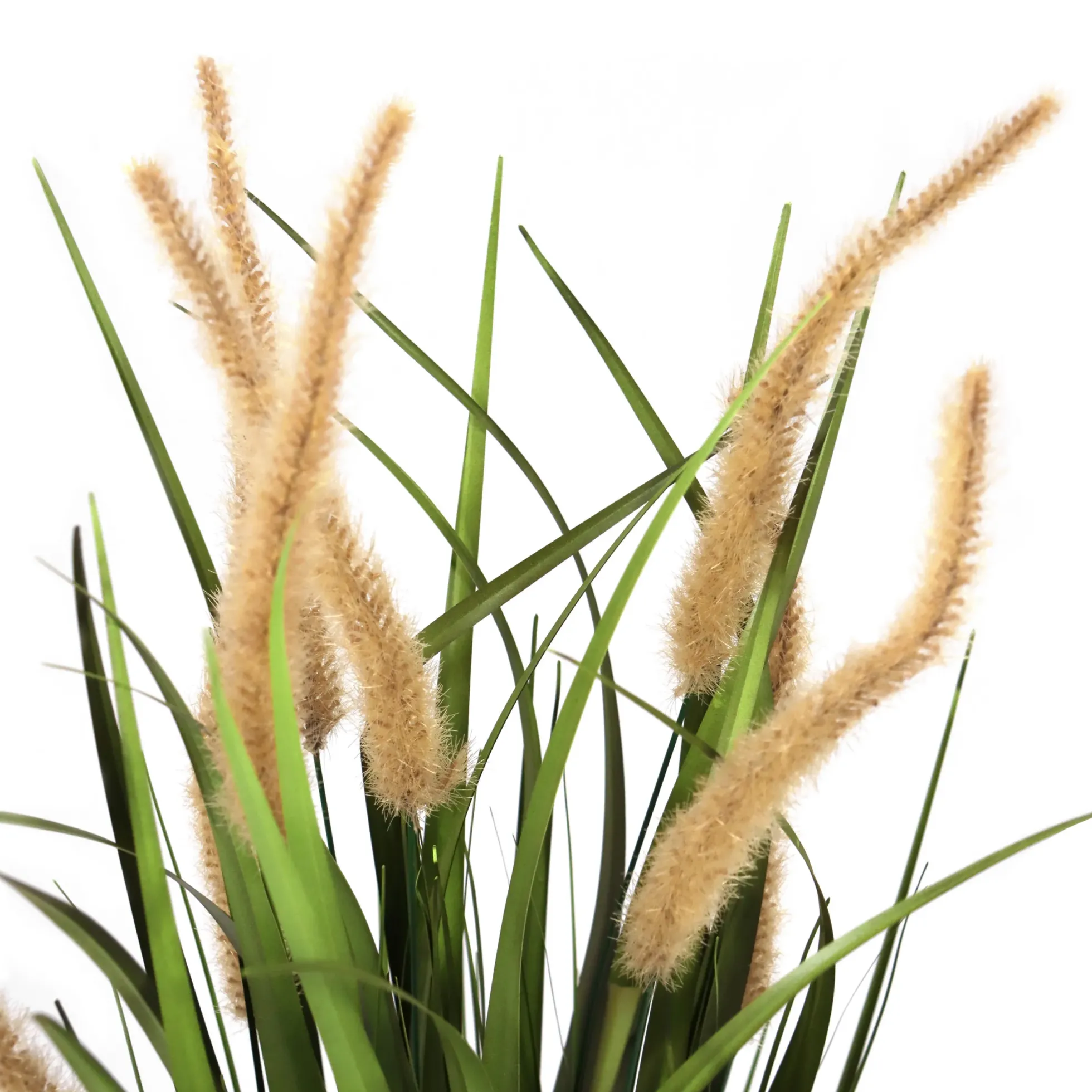 CORTADERIA I - Kunstpflanze Beige/Grün