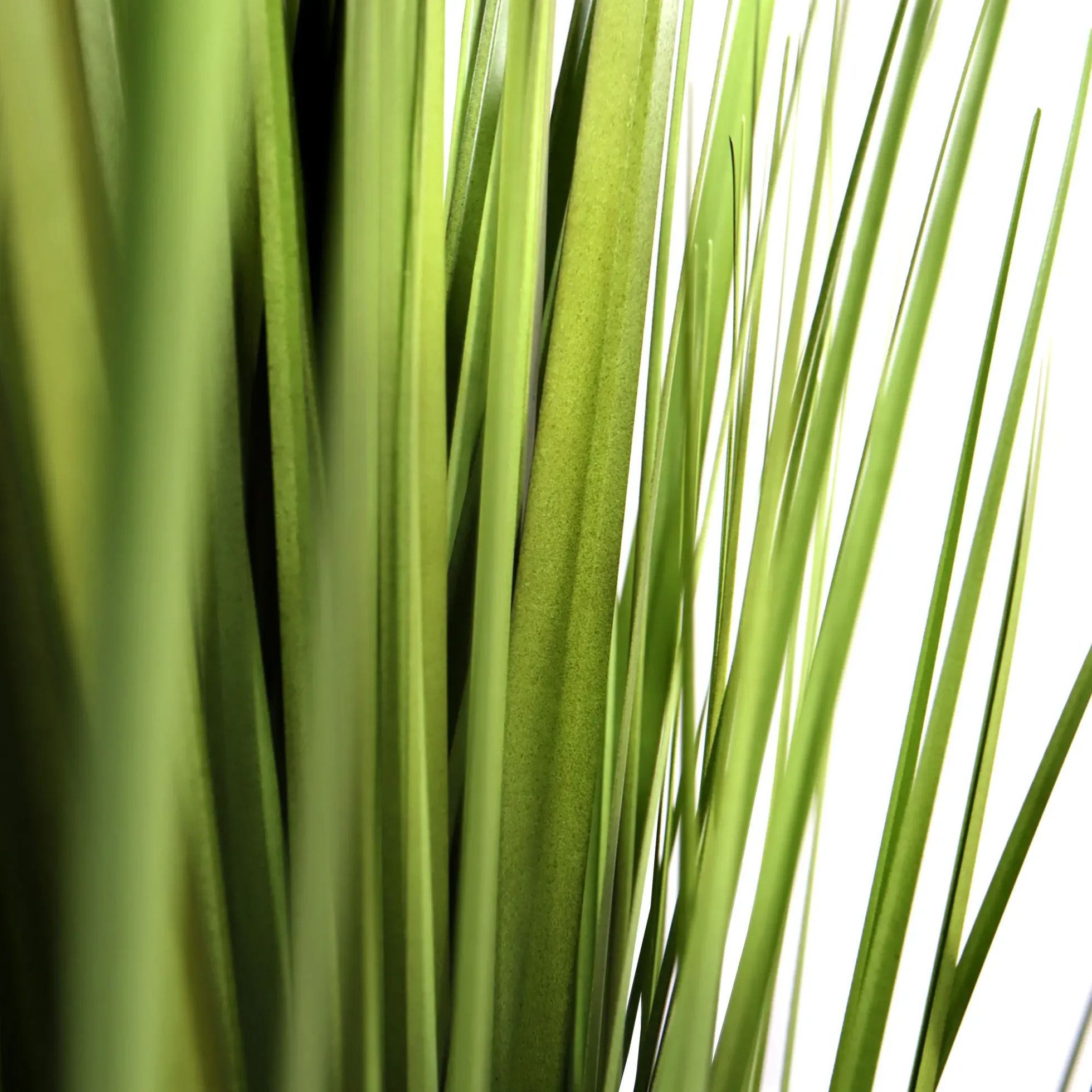 CORTADERIA - Kunstpflanze Grün