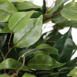 FICUS II - Kunstpflanze Grün
