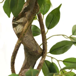 FICUS I - Kunstpflanze Grün