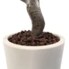 Garcinia - Kunstpflanze Grün