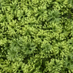 LEAFLUXE 3 - Pflanzenmatte Grün