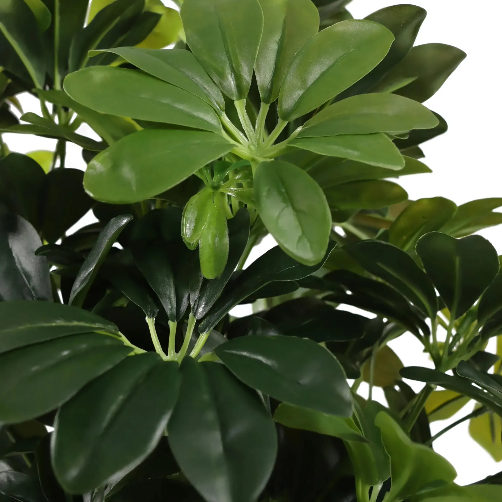 Schefflera 2 - Kunstpflanze Grün